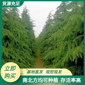 点击查看大图