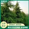 点击查看大图