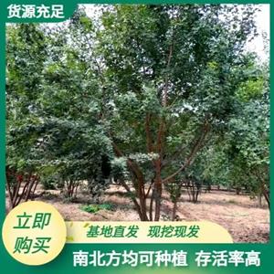 点击查看大图