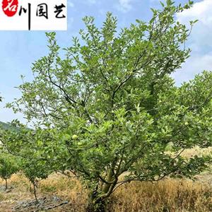 点击查看大图