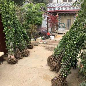 点击查看大图