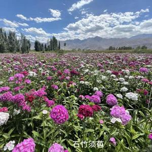 点击查看大图