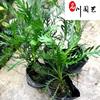 点击查看大图