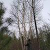 白桦单株胸径4公分9米高
