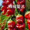 鄒皮葫蘆娃辣椒種子雲南鄒皮辣椒種子辣味濃辣椒種子肉厚泡椒種子