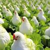 有機白菜和普通白菜在種植方式、外觀和口感上存在顯著區別。通..
