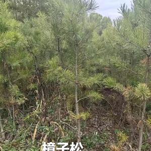 点击查看大图