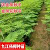 点击查看大图