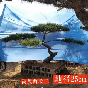 点击查看大图