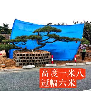点击查看大图