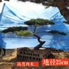 点击查看大图