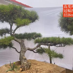 点击查看大图