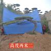 点击查看大图