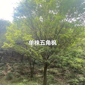 点击查看大图