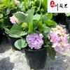 点击查看大图