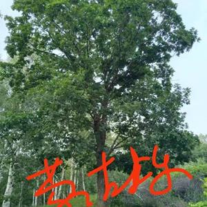 点击查看大图