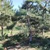 造型油松6米高