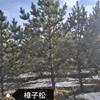 樟子松3米高