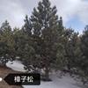 樟子松7米高