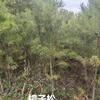 樟子松小苗90公分