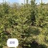 云杉2,5米高