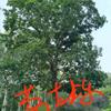 ɹݵ5׸