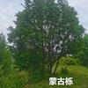 蒙古栎丛生8分针