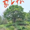 ɹݵ5׸