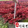 点击查看大图
