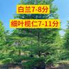 7-8֣ϸҶ7-11֣Ӧ
