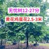 12-27֣ƻ컨2.5-