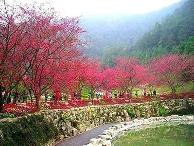 福建丰福苗木基地