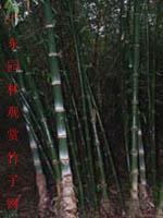 大叶龙竹等300种园林观赏竹苗