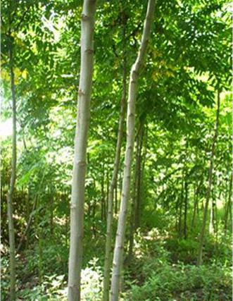 求购大量5-10CM栾树