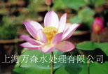 （荷花）东方明珠