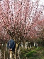 梅花树,骨里红梅树,红梅,珍珠梅树