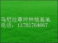 马尼拉草坪价格、四季青价格、早熟禾、黑麦草草坪价格