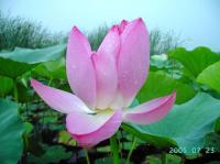 水生花卉荷花睡莲