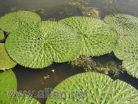 （水生植物）芡实