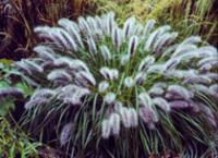狼尾草、大油芒、拂子茅