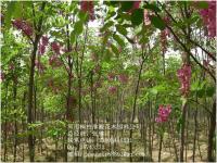 香花槐