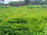 蓝花楹、凌霄、龙船花