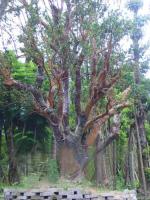 山茶花、柿子树、重阳木