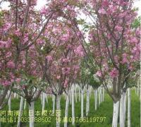 日本晚樱,紫叶矮樱,花石榴,红瑞木,塔柏,蜀桧,河南桧