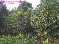 八月桂花价,金桂,银桂,丹桂,四季桂花,潢川金桂,月月桂花价