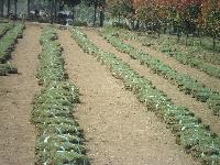 马尼拉、百慕达、高羊茅、四季青等草皮