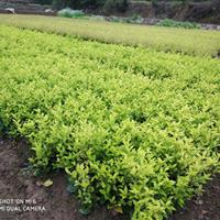 金叶女贞，金森女贞，月季，茶梅，春鹃，毛鹃，栀子花，中华蚊母