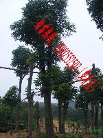 益阳骨架移植黄山栾树,原生黄山栾树，湖南长沙花木，湖南丹桂