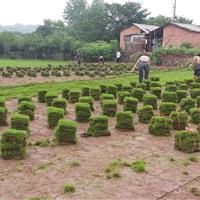 马尼拉草坪,湖南株洲草皮,草皮批发,草坪基地,专供马尼拉