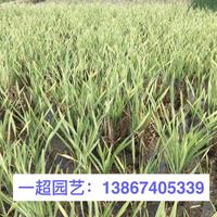 花叶香蒲 品质优良 精品花叶香蒲直销